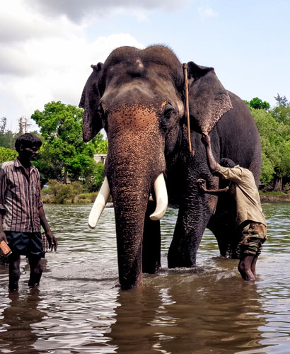 Dubare Elephant Camp PN Heritage