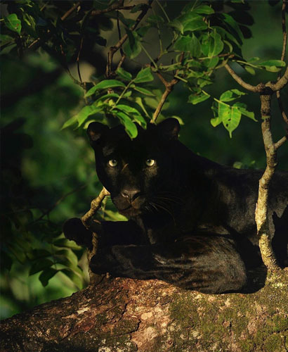 Nagarahole National Park PN Heritage